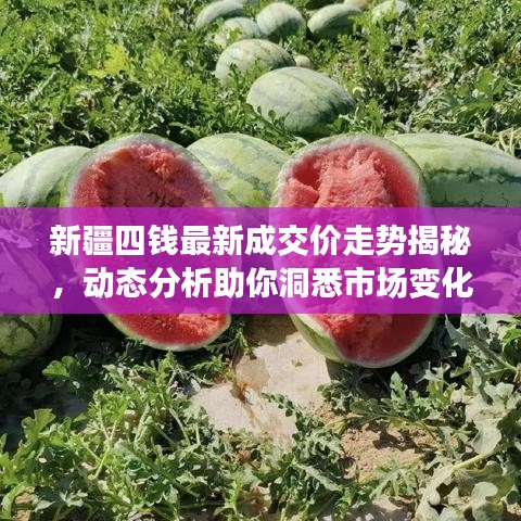 新疆四钱最新成交价走势揭秘，动态分析助你洞悉市场变化！