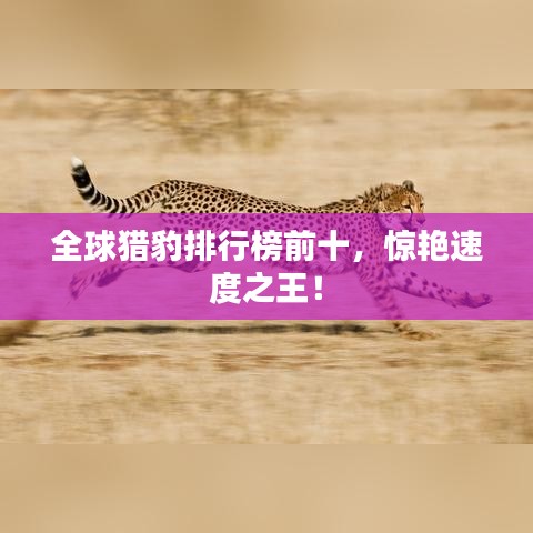 全球猎豹排行榜前十，惊艳速度之王！