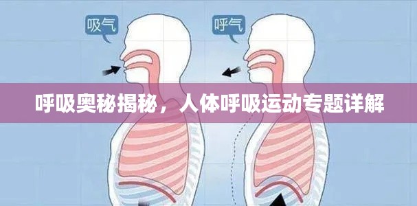 呼吸奥秘揭秘，人体呼吸运动专题详解