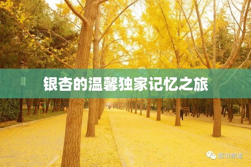 银杏的温馨独家记忆之旅