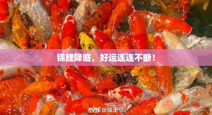 锦鲤降临，好运连连不断！